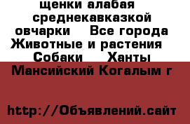 щенки алабая ( среднекавказкой овчарки) - Все города Животные и растения » Собаки   . Ханты-Мансийский,Когалым г.